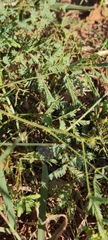 Mimosa microphylla