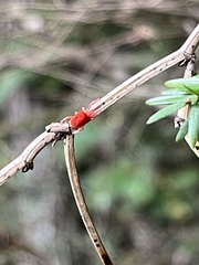 Trombidioidea