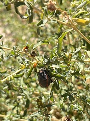 Chlorochroa ligata
