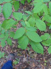 Dirca palustris