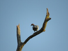 Patagioenas picazuro