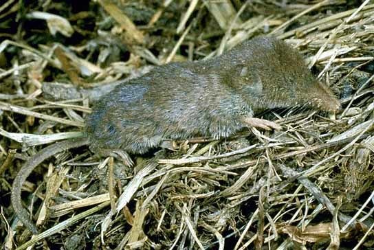 Southeastern Shrew