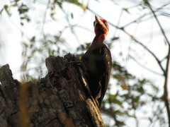 Campephilus leucopogon