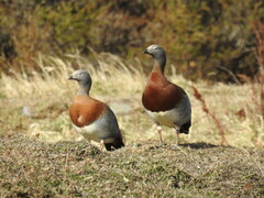 Chloephaga poliocephala