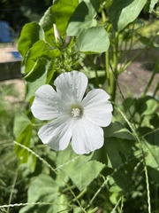 Malva trimestris