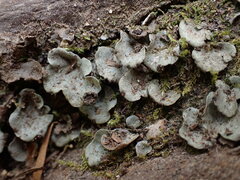 Peltigera venosa
