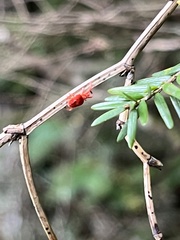 Trombidioidea