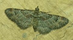 Gymnoscelis rufifasciata