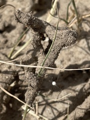 Gnathamitermes