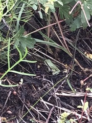 Hyla wrightorum