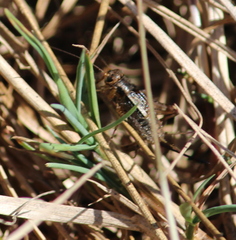 Allonemobius fasciatus