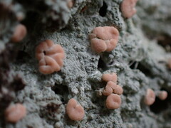 Icmadophila ericetorum