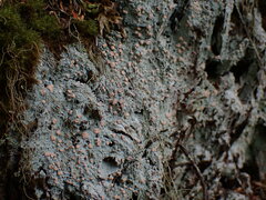 Icmadophila ericetorum