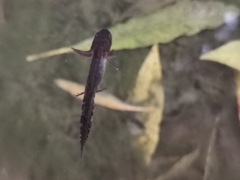 Triturus carnifex