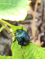 Leptinotarsa haldemani