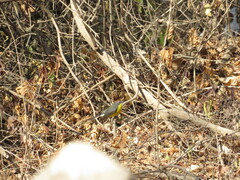 Myioborus brunniceps