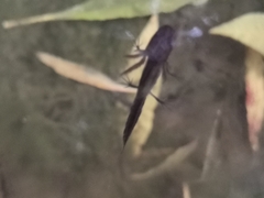 Triturus carnifex