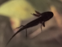 Triturus carnifex