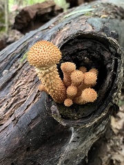 Pholiota