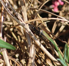 Allonemobius fasciatus