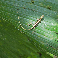 Anolis maculiventris