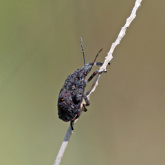 Brochymena quadripustulata