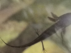 Triturus carnifex