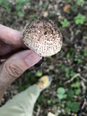 Lepiota asperula