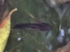 Triturus carnifex