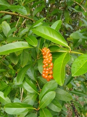 Citharexylum caudatum