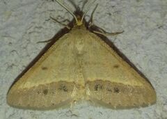 Isturgia arenacearia