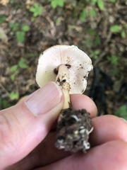 Lepiota asperula