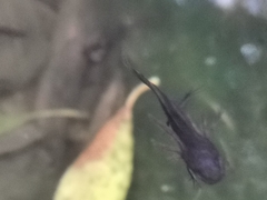 Triturus carnifex