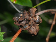Ampelomyia vitiscoryloides