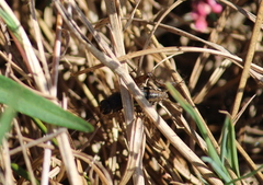 Allonemobius fasciatus