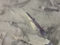 Triturus carnifex