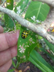 Epilachna mexicana