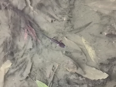 Triturus carnifex