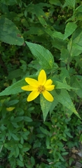 Helianthus strumosus