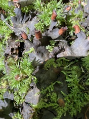 Peltigera