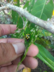 Epilachna mexicana