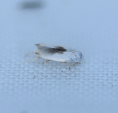 Opostegidae