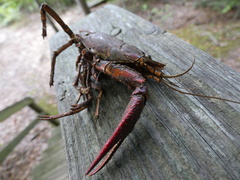 Procambarus clarkii