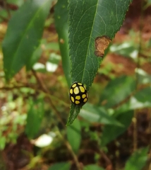 Epilachna mexicana
