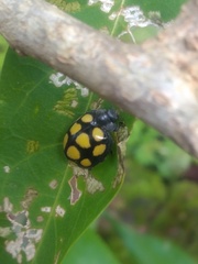 Epilachna mexicana