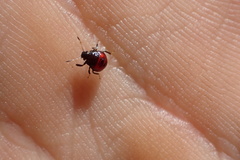 Asopinae