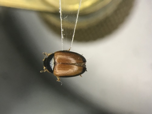 Tritoma mimetica photo 3
