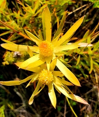 Leucadendron xanthoconus