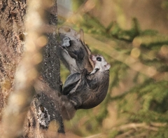 Pteromys volans