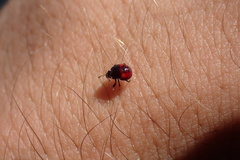 Asopinae